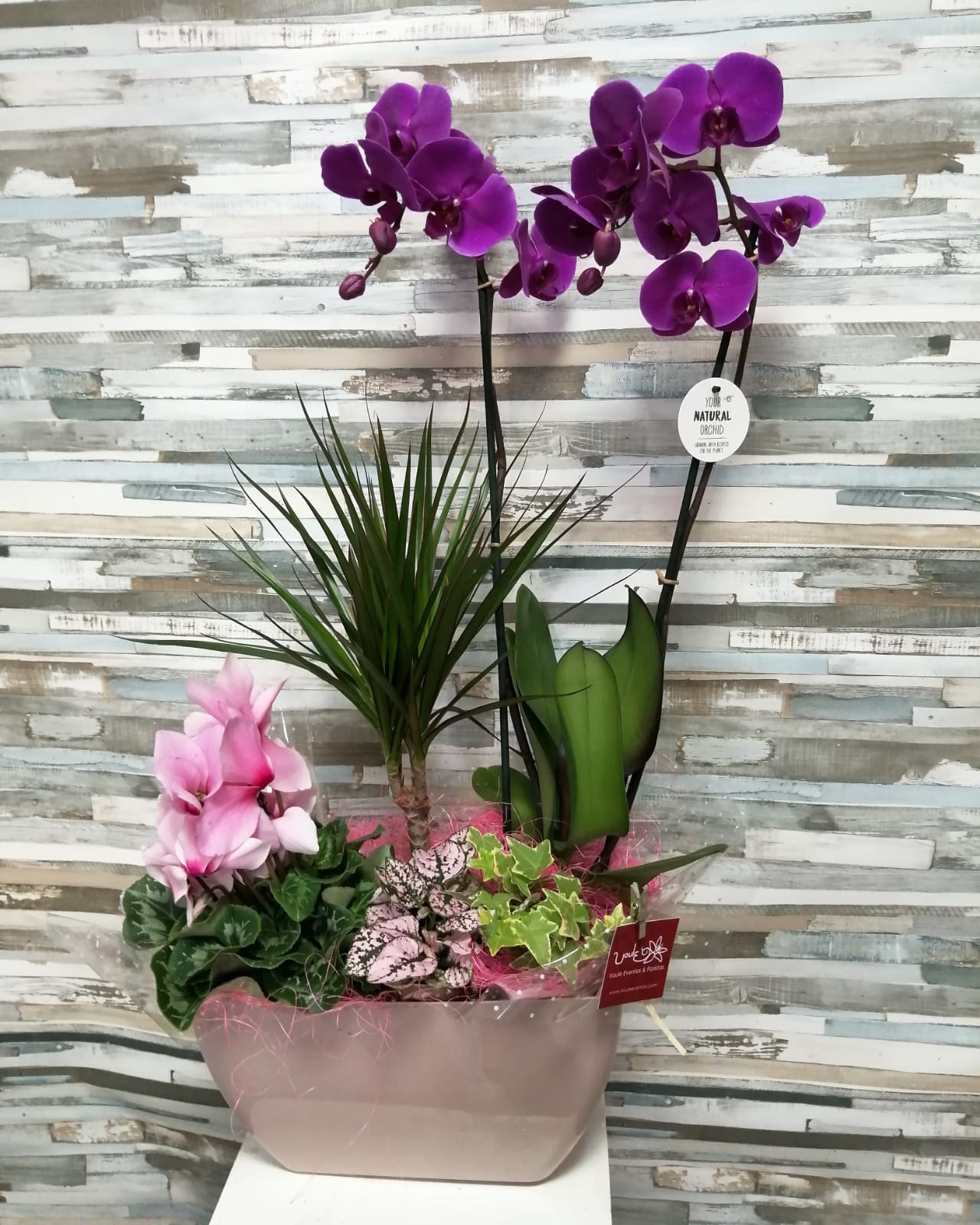 Centro de macetas con orquídea